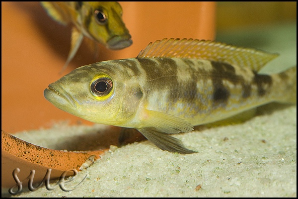 Lepidiolamprologus attenuatus